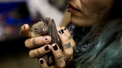 Nora Lifschitz holds a wounded Egyptian fruit bat in her apartment in Tel Aviv, Israel, before the sanctuary was set up. EPA