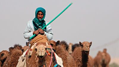 A camel herder leads the way in Al Samawa, Iraq. AP