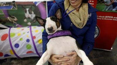 Patrice the Bull Terrier having a wee cuddle at the Meet the Breeds event ahead of the 143rd Westminster Kennel Club Dog Show in New York. Photo: Reuters