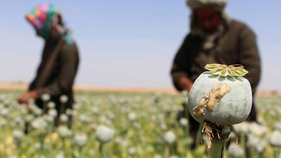 Opium production in Afghanistan creates serious problems not just for West and Central Asia, but across the world. Watan Yar / EPA