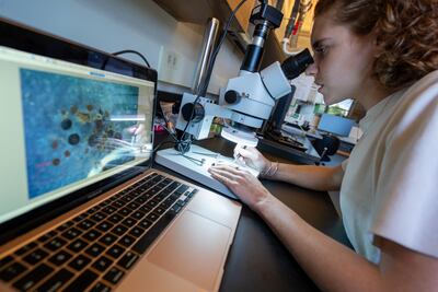 UVM graduate student Halley Mastro looking at ancient plant material from Greenland under a microscope. Photo: Joshua Brown/UVM
