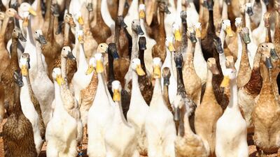 The white, black and brown ducks assist as natural pest-control, helping the vineyard owners to avoid using pesticides and synthetic fertilisers
