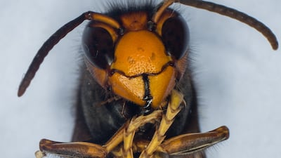 Warnings came this week that Asian Hornets could damage native bee populations in the UK. AFP