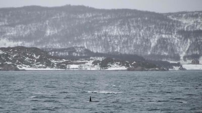 A killer whale in Kvaenangen Fjord, near Spildra