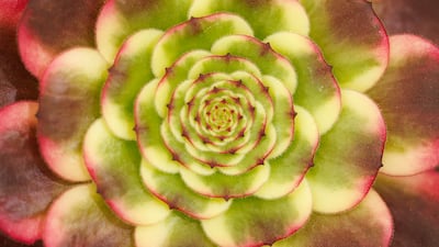 An Aeonium is displayed. Getty Images