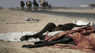 Residents of in Al Wathba fear there is a health hazard from the carcasses of animals, such as this baby camel, dumped on the roadside. Silvia Razgova / The National
