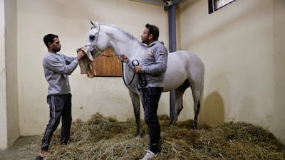 The Arabian horse has a distinctive head shape and high tail carriage.