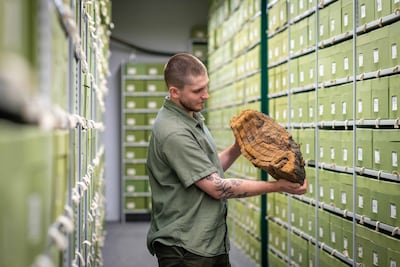 A sample at Kew's fungarium. Photo: RBG Kew