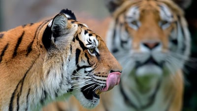 Tigers are seen at Bioparque Wakata in Jaime Duque park, in Briceno municipality near Bogota, Colombia. AFP