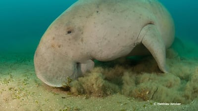 Dugongs are found off the coasts of 40 countries. Courtesy Matthieu Juncker / Mohammed bin Zayed Species Conservation Fund