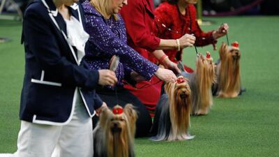Yorkshire Terriers line up to be judged in 'best in breed' during the second day of the 2020 Westminster Kennel Club Dog Show in New York. EPA
