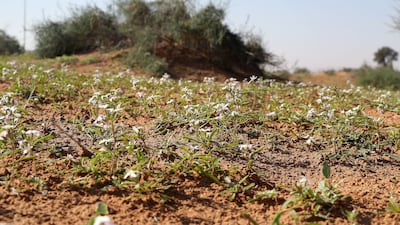 And the dry land turned into an oasis