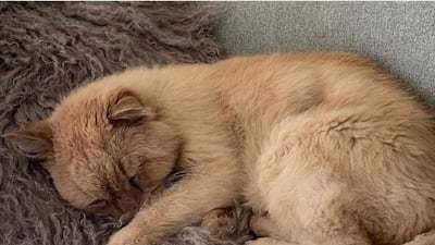 The warning comes after Rescue of Abu Dhabi (RAD) took in a 16-year-old cat after his former family, who were leaving the country, threatened to hand him to a shelter, where his fate would be uncertain. The charity said he died of a broken heart before he could go to his new family.