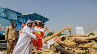 Naji Mohammad Al Radhi of the Dubai Government throws an illegal ivory tusk on a pile to be destroyed by a crushing machine. Victor Besa for The National.