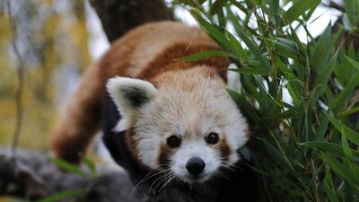 A red panda has taken advantage of damage caused in a recent snowfall to escape from a zoo in France. EPA/ANTONIO BAT