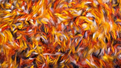 Carp swim at Bay Bon pond in the Mekong river, which had been affected by sediment, Can Tho, Vietnam. Reuters