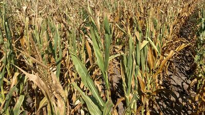 A corn crop in Nance County, Nebraska, struggles to grow in drought conditions. Reuters
