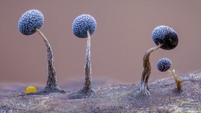 'Slime Family Portrait' by Kutub Uddin from Bangladesh/UK, of a line of alien-like slime moulds on a fallen tree in West Sussex