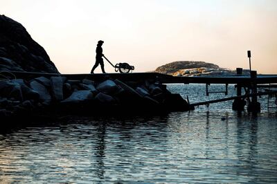 Lotta Klemming wheels a barrow of oysters at the quay near her family’s company in Grebbestad in Vastra Gotaland county on Sweden’s west coast. AFP