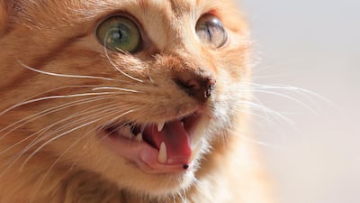 The aim is to keep the animals warm during the winter