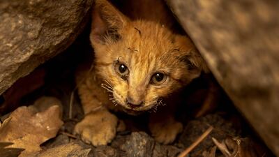 A kitten with singed whiskers that survived the McKinney Fire hides in Klamath National Forest north-west of Yreka, California. The largest fire in the US state this year has forced thousands of people to evacuate. AFP
