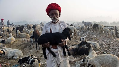 Nomadic shepherds from Rajasthan herd their sheep at a camp on the outskirts of New Delhi. Prakash Singh / AFP Photo