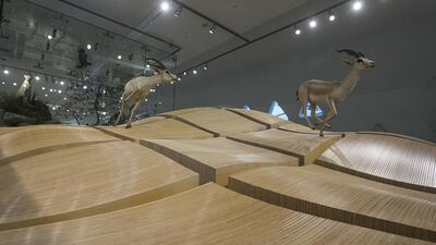 The Sheikh Zayed Desert Learning Centre has five interactive galleries: Sheikh Zayed Tribute Hall, Abu Dhabi Desert Over Time, Abu Dhabi’s Living World, Looking to the Future and People of the Desert.