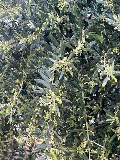 While olive oil production faces increasing obstacles, exporting both regionally and to international markets has also become more difficult since 2023. Photo: Ali Ghanim