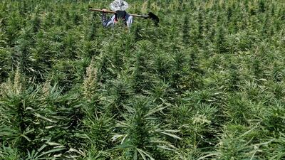 A farmer is seen in a cannabis field in the Yammouneh area west of Baalbek, Lebanon. Reuters