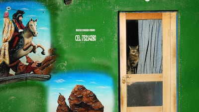 A cat peers out from a doorway in Bolivia. AP