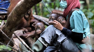 Last month, for the first time in history, Bornean orang-utans were declared critically endangered — one step away from total extinction. Bay Ismoyo / AFP Photo