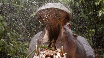 A hippopotamus is refreshed with water at the zoo in Medellin, Colombia. EPA
