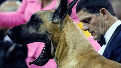 Open up: A great Dane yawns in the working group competition during 144th Westminster Kennel Club dog show. AP