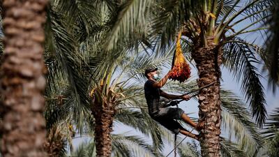 A Palestinian farmer picks dates during the annual harvest season in a palm grove in Deir al-Balah in the central of Gaza Strip. AFP