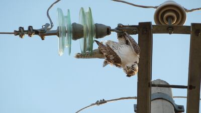 A dead Saker falcon hangs from a power line in Mongolia, where it is estimated around 4,000 of the endangered birds die by electrocution every year. Courtesy Environment Agency Abu Dhabi