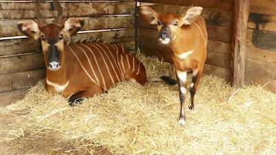 Gachuthi the bongo with her baby Gedi at the Mount Kenya Wildlife Conservancy.