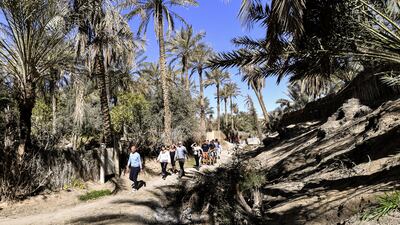 Visitors take a stroll through palm groves in Nefta.