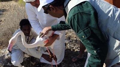Abu Dhabi Environment Agency staff fix a satellite tracking device to a flamingo's back.