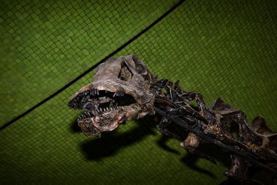 Einstein was one of the most complete Apatosauruses ever discovered. Lauren Lancaster / The National