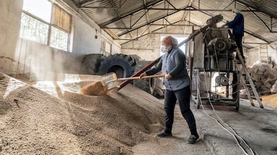 A agricultural worker shovels grain in a storage barn on a farm near the Danube Black Sea Canal in Agigea, Romania.