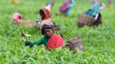 The oldest tea farming company in the world, Assam Company, was bought last year by Abu Dhabi businessman BR Shetty after an extended period of financial uncertainty for the tea grower. AFP
