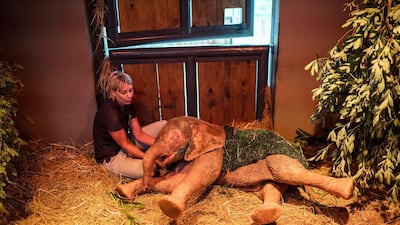 Adine Roode, founder of the Hoedspruit Elephant Rehabilitation and Development center (HERD), plays with Khanysia, a five-month-old albino elephant in Hoedspruit, South Africa. Khanysia was severely wounded by a manmade snare set by a poacher in the lower Kruger park . She was found days later severely dehydrated and brought to the Hoedspruit elephant reab center. AP Photo
