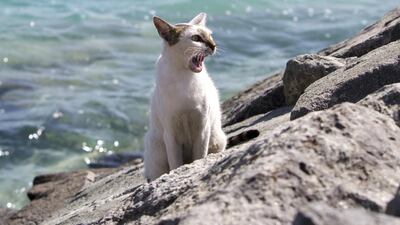 Ferrel cats on Lulu Island in Abu Dhabi on June 1, 2016. Christopher Pike / The National