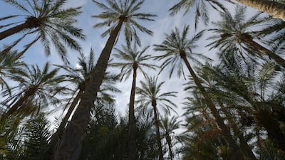 A palm grove in the south-western Tunisian oasis of Nefta, by the Chott el Djerid salt lake. All photos: AFP