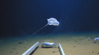 The team discovered a new species of jellyfish in the Indian Ocean. Courtesy: The Five Deeps Expedition