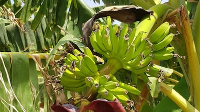 Banana. Photo: Dave Aplin at the Sharjah Botanic Garden