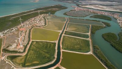 Highly Commended, Mangroves & Conservation, Enrico Marone, Brazil. Photo: Enrico Marone / Mangrove Photography Awards