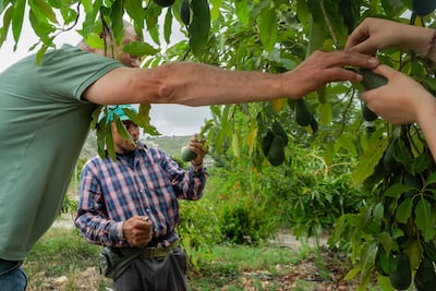 As the publication explores, food production often crosses political lines. Photo: Al Rawiya