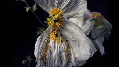 Still Life, Second Place, 'Late for Breakfast', shot by Robin Robertis in California, US, on iPhone 11 Pro Max. Photo: Robin Robertis / IPPAWARDS