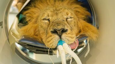 London Zoo hired a CAT scanner to investigate 12-year-old Bhanu's persistent ear pain. PA